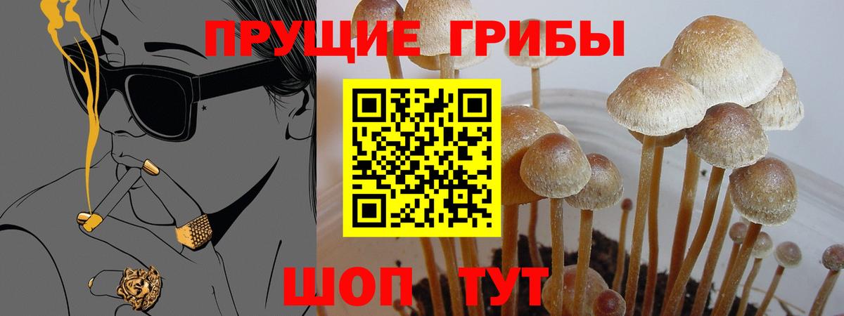 Галлюциногенные грибы Psilocybe  Вход с VPN  Новошахтинск  Галлюциногенные грибы Psilocybine cubensis 